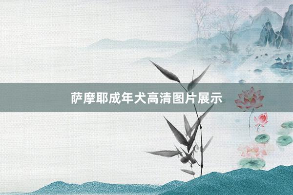 萨摩耶成年犬高清图片展示